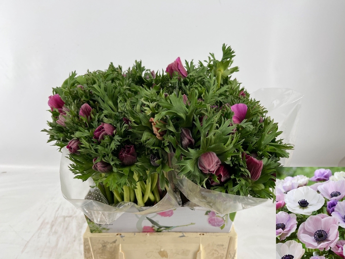 <h4>ANEM CO GALIL PASTEL</h4>