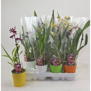 ORCHIDEEEN GEM