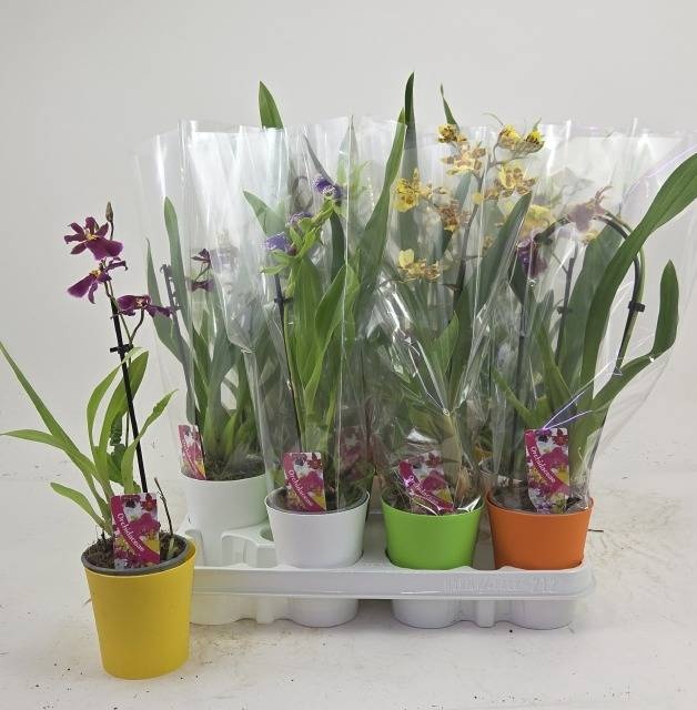 <h4>ORCHIDEEEN GEM</h4>