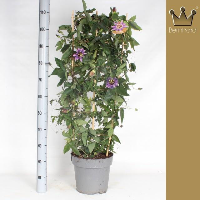 <h4>PASS CAERULEA</h4>