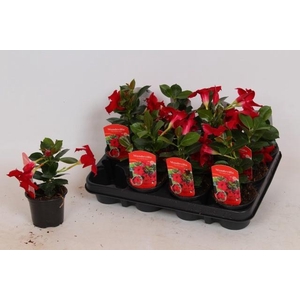 MANDE RIO PETITE RED