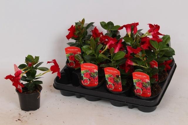 <h4>MANDE RIO PETITE RED</h4>