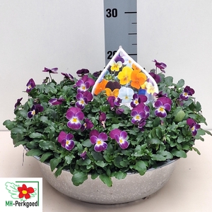 VIO CO SORBET GEM ZINK 36CM