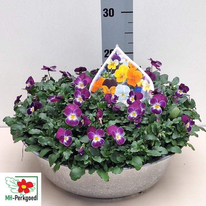 <h4>VIO CO SORBET GEM ZINK 36CM</h4>