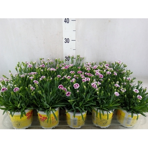 Dianthus allw. 'Lucky Lips Lena'