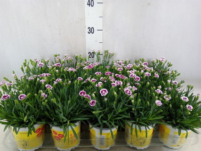 <h4>Dianthus allw. 'Lucky Lips Lena'</h4>