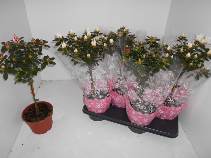 <h4>RHODO SI SACHSENSTER</h4>