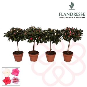 Azalea Flandresse® stam 'gemengd' 20 - 22 cm