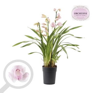 Cymbidium licht roze 4 tak