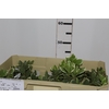 FOLHAGEM PITOSPORO VARIEGATO 050 CM