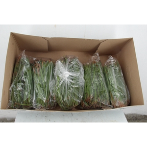 PINUS PINASTER NEEDLE 500g