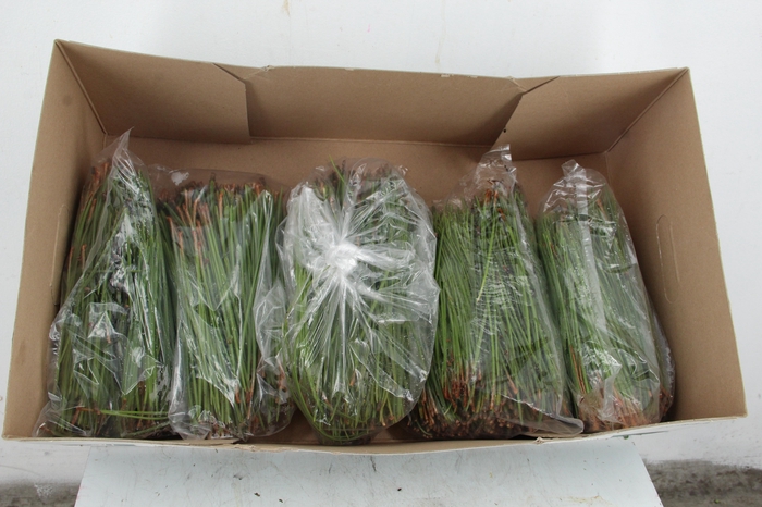 <h4>PINUS PINASTER NEEDLE 500g</h4>
