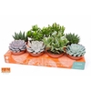 Succulenten gemengd 8 soorten gemengd Pure, showkarton