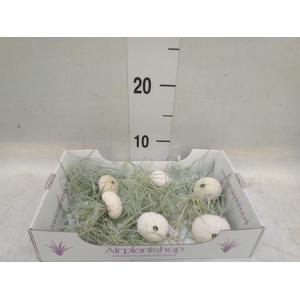 Arr.  Tillandsia L%