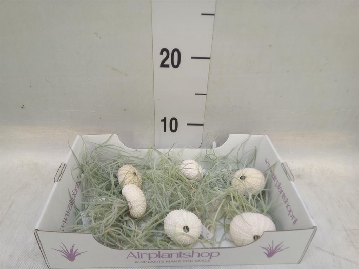 <h4>Arr.  Tillandsia L%</h4>