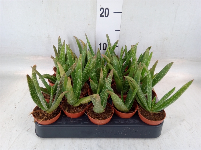 <h4>Aloe vera</h4>