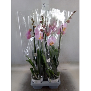 Phalaenopsis   ...rose