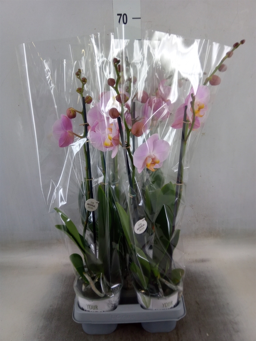 <h4>Phalaenopsis   ...rose</h4>