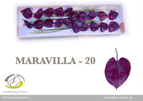 <h4>Anthurium Maravilla</h4>