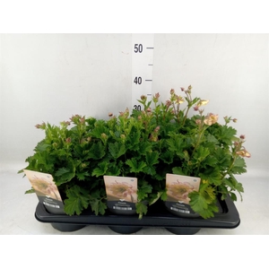 Geum  'Scarlet Tempest'