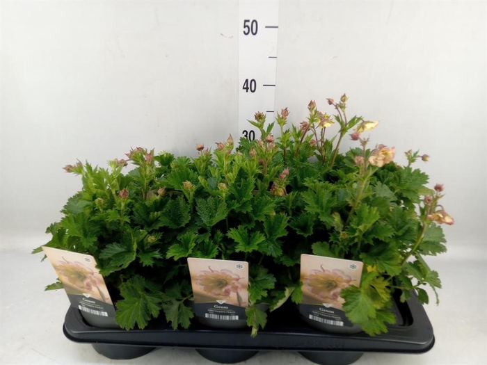 <h4>Geum  'Scarlet Tempest'</h4>