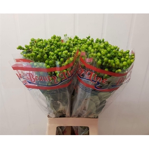 HYP GLOBO APPLEGREEN