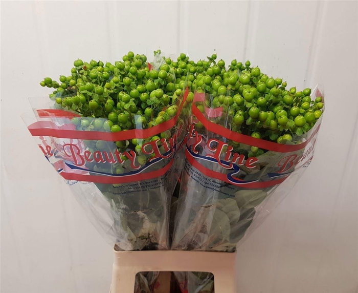 <h4>HYP GLOBO APPLEGREEN</h4>