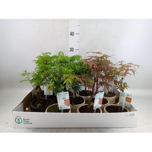 Bonsai   ...mix