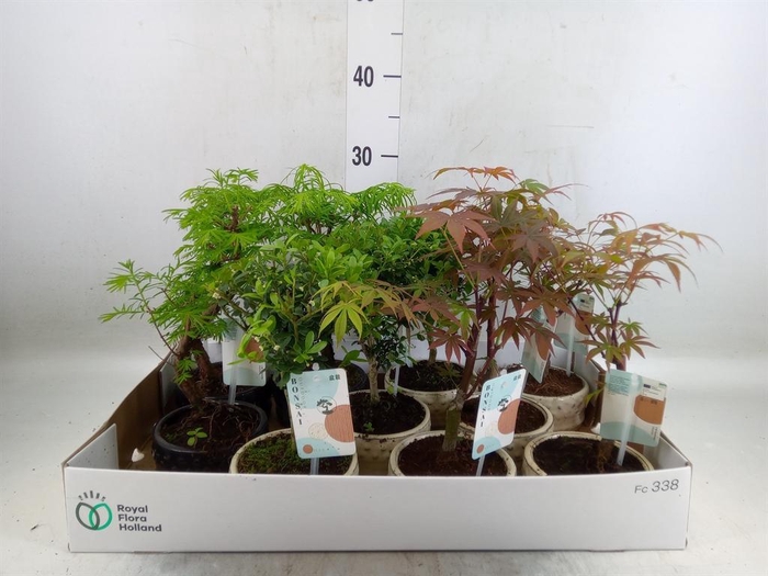<h4>Bonsai   ...mix</h4>