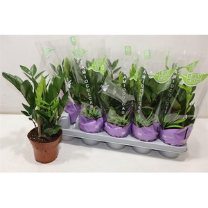 arr8 Zamio Zamiifolia