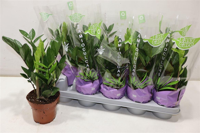 <h4>Zamio Zamiifolia</h4>