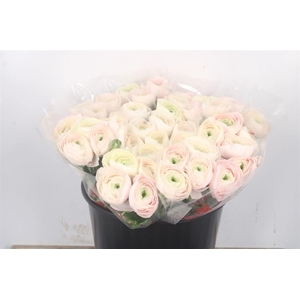 Ran... Su Hanoi Super