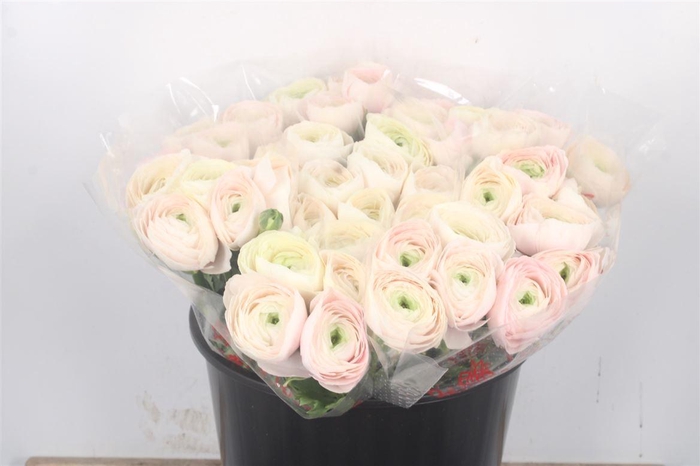 <h4>Ran... Su Hanoi Super</h4>