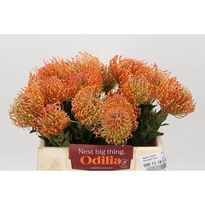 Nutans Ayoba Mandarin Zest