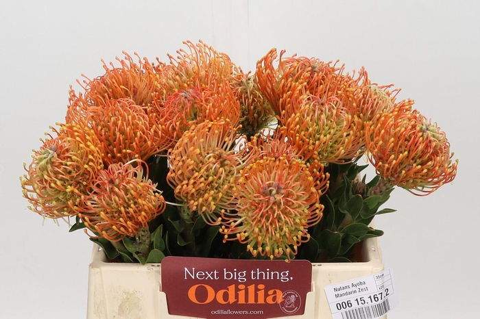 <h4>Nutans Ayoba Mandarin Zest</h4>