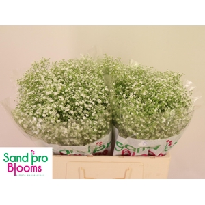 GYPS PA ZI DISCOVERY