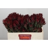 Leucadendron Blush Spray