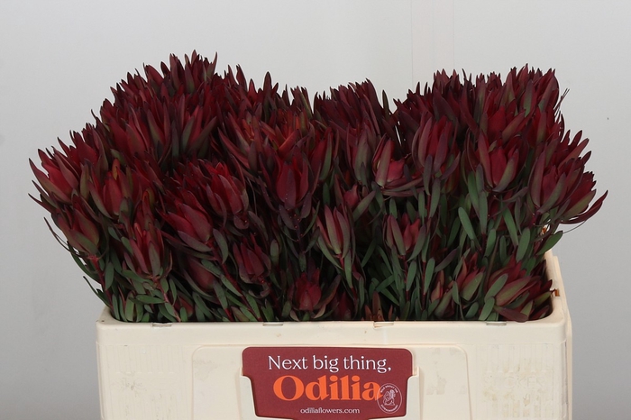 Leucadendron Blush Spray
