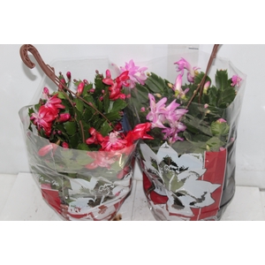 FLOR DE MAIO C21