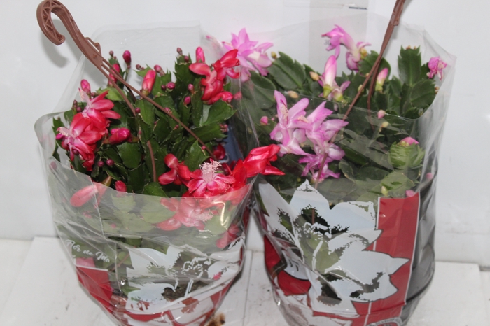 <h4>FLOR DE MAIO C21</h4>