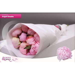 Paeonia Angel Cheeks | Heavy Quality