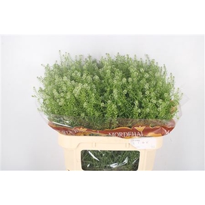 Lepidium Green Bell