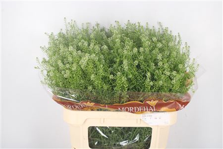 <h4>Lepidium Green Bell</h4>