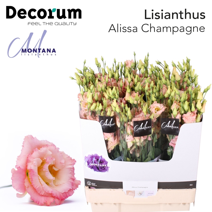 <h4>Lisianthus Alissa champagne 70cm</h4>