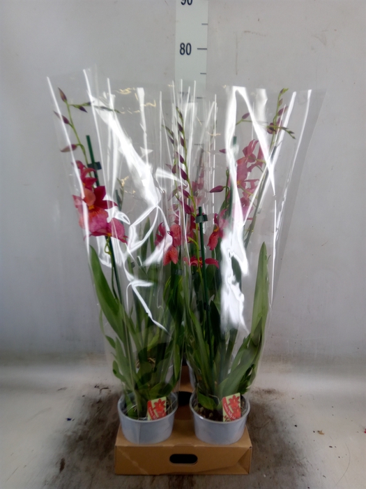 <h4>Burrageara  'Nelly Isler'</h4>