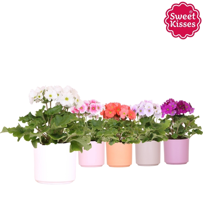 <h4>Primula Obconica Sweet Kisses mix in Simplicity pot mix</h4>