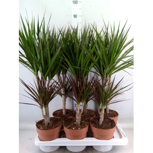 Dracaena   ...mix