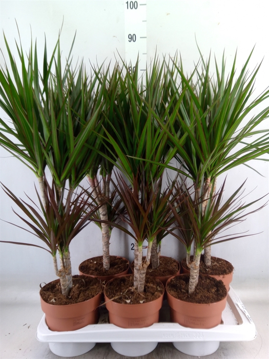 <h4>Dracaena   ...mix</h4>