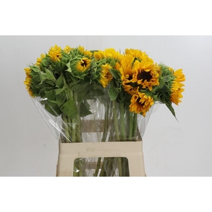 Helianthus Orange Fire