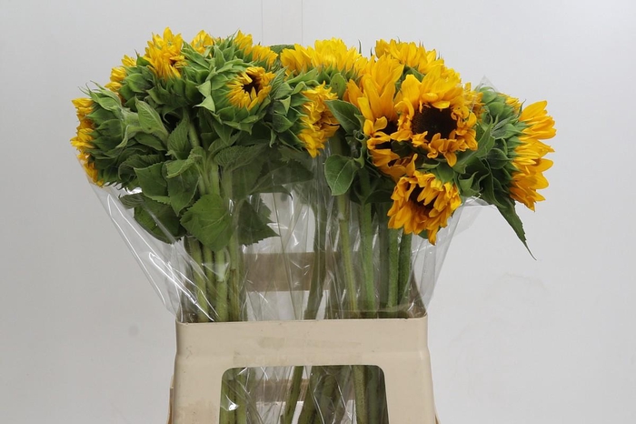 Helianthus Orange Fire
